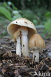 Geaderde leemhoed (Agrocybe rivulosa )