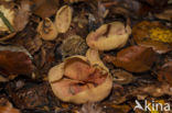 Geel varkensoor (Flavoscypha cantharellus)