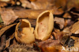 Geel varkensoor (Flavoscypha cantharellus)