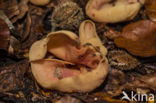 Geel varkensoor (Flavoscypha cantharellus)