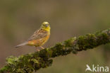 Geelgors (Emberiza citrinella)