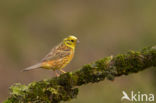 Geelgors (Emberiza citrinella)