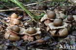 Collared Earthstar (Geastrum triplex)