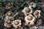 Collared Earthstar (Geastrum triplex)