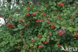 Gelderse roos (Viburnum opulus)