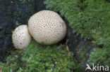 Common Earthball (Scleroderma citrinum)