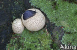 Common Earthball (Scleroderma citrinum)