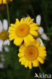 Gele ganzenbloem (Chrysanthemum segetum)