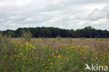 Corn Marigold (Chrysanthemum segetum)