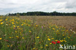 Corn Marigold (Chrysanthemum segetum)