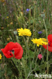 Corn Marigold (Chrysanthemum segetum)