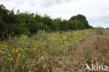 Corn Marigold (Chrysanthemum segetum)