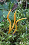 Gele knotszwam (Clavulinopsis helveola) 