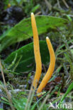 Yellow club (Clavulinopsis helveola)