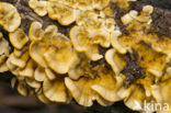 Hairy curtain crust (Stereum hirsutum)