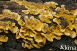 Hairy curtain crust (Stereum hirsutum)