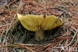 Gele ridderzwam (Tricholoma equestre) 