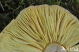 Gele ridderzwam (Tricholoma equestre) 