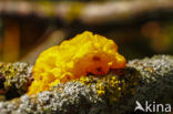 Gele trilzwam (Tremella mesenterica)