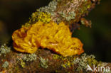 Gele trilzwam (Tremella mesenterica)