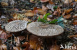 Geschubde parasolzwam (Lepiota spec)