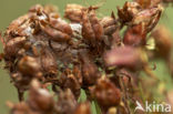 Sint-janskruiduil (Chloantha hyperici)