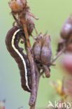 Sint-janskruiduil (Chloantha hyperici)