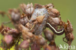 Sint-janskruiduil (Chloantha hyperici)