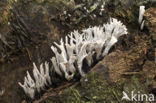 Geweizwam (Xylaria hypoxylon)