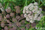 Hogweed (Heracleum sphondylium)