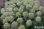 Hogweed (Heracleum sphondylium)