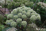 Hogweed (Heracleum sphondylium)