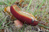 Gewone Heksenboleet (Boletus erythropus)