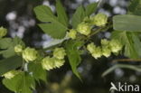 Common Hop (Humulus lupulus)