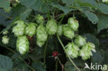 Common Hop (Humulus lupulus)