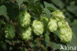 Gewone hop (Humulus lupulus)