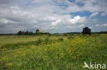 Wild Parsnip (Pastinaca sativa)