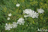 Wild Parsnip (Pastinaca sativa)