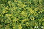 Wild Parsnip (Pastinaca sativa)