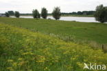 Wild Parsnip (Pastinaca sativa)