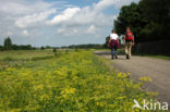 Gewone pastinaak (Pastinaca sativa)