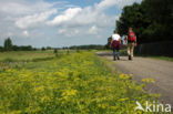 Wild Parsnip (Pastinaca sativa)