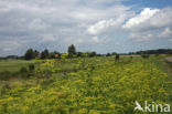 Wild Parsnip (Pastinaca sativa)