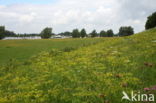 Wild Parsnip (Pastinaca sativa)