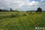 Wild Parsnip (Pastinaca sativa)