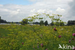 Wild Parsnip (Pastinaca sativa)