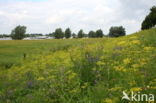 Wild Parsnip (Pastinaca sativa)