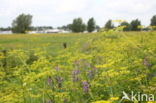 Wild Parsnip (Pastinaca sativa)