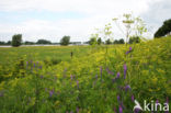 Wild Parsnip (Pastinaca sativa)