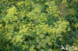 Wild Parsnip (Pastinaca sativa)